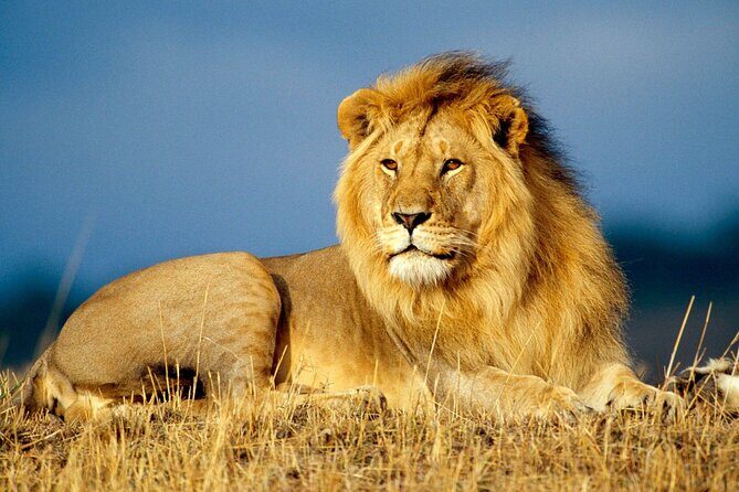 Aquila Safaris Park with Transportation and Lunch private tour - Final Thoughts: Is It Worth It?