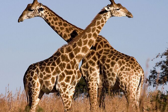 Aquila Safaris Park with Transportation and Lunch private tour - FAQs