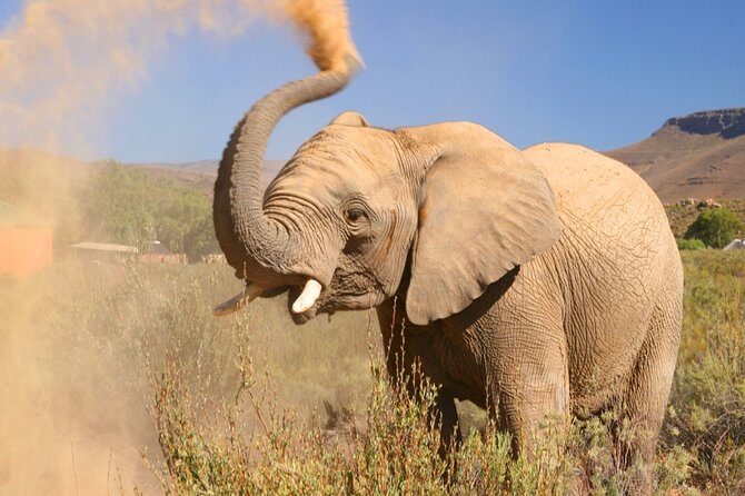 Aquilla BIG5 private Safari Cape Town - Key Points