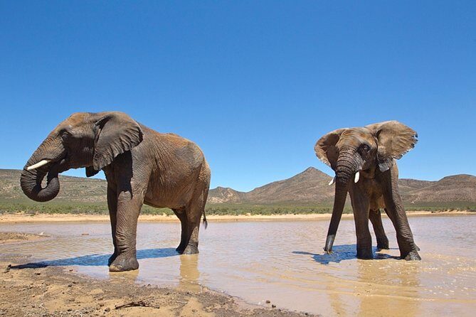 Aquilla BIG5 private Safari Cape Town - What the Tour Looks Like: Breaking Down the Experience