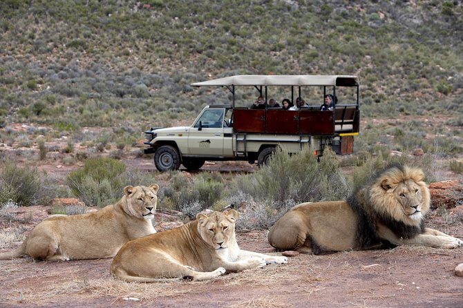 Aquilla BIG5 private Safari Cape Town - Who Will Love This Tour?