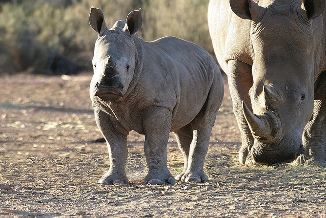 Aquilla BIG5 private Safari Cape Town - Frequently Asked Questions