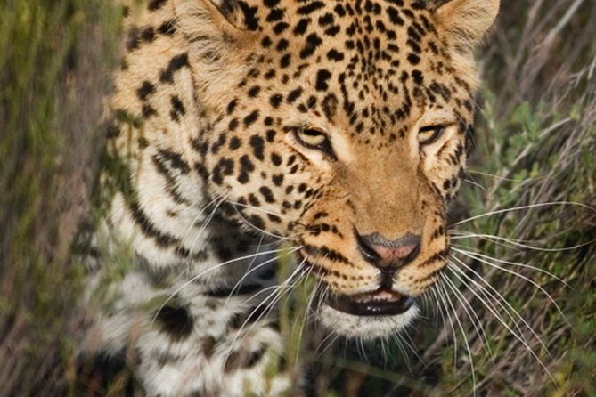 Aquilla BIG5 private Safari Cape Town - Summary