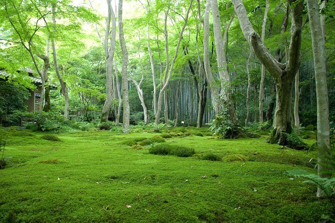 Arashiyama Bamboo Forest E-Biking Tour - Authentic Experiences and Insights