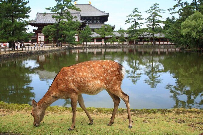 Arashiyama & Nara Highlights: One-Day Private Tour Adventure - Key Points