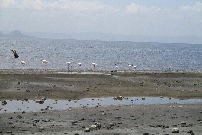 Arba Minch, Dorze Tribe, Konso, and Awasa Private 4 Days Tour from Addis Ababa - FAQs