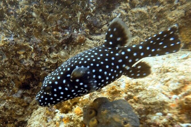 Arch Boat Tour and Snorkeling at Pelican Rock - What Travelers Are Saying: Authentic Feedback