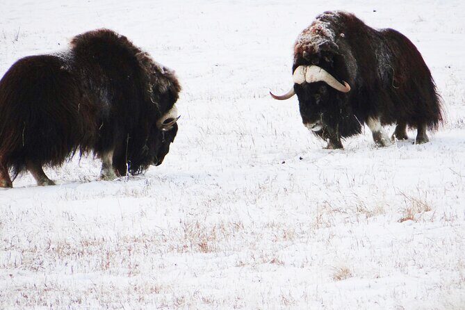 Arctic Day: Yukon Wildlife Half Day Viewing Tour - Analyzing the Value