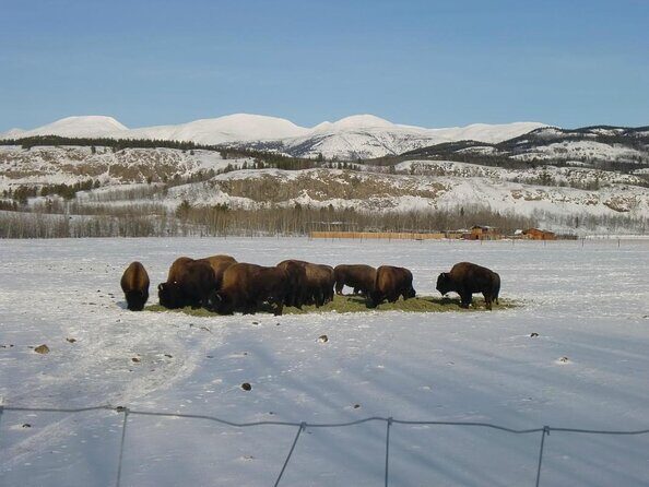 Arctic Day: Yukon Wildlife & Hot Springs Tour | half day - Key Points