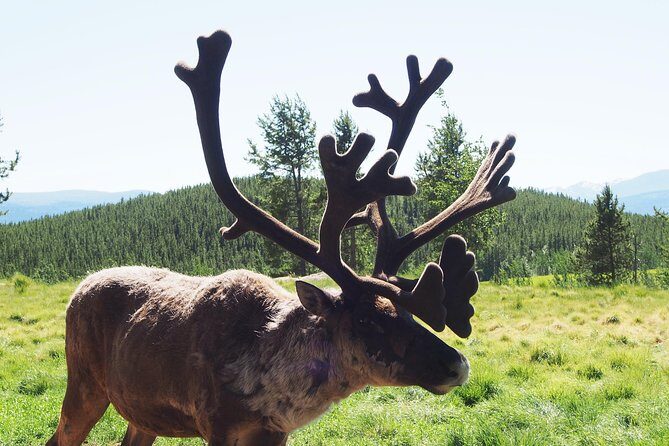 Arctic Day: Yukon Wildlife & Hot Springs Tour | half day - An In-Depth Look at the Tour Experience