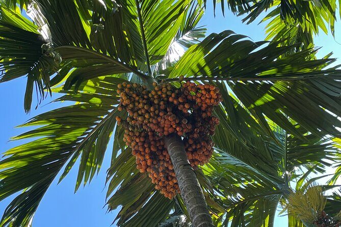 Areca Plantation Walk & Heritage Home visit at Areca County - Who Is This Tour Best For?