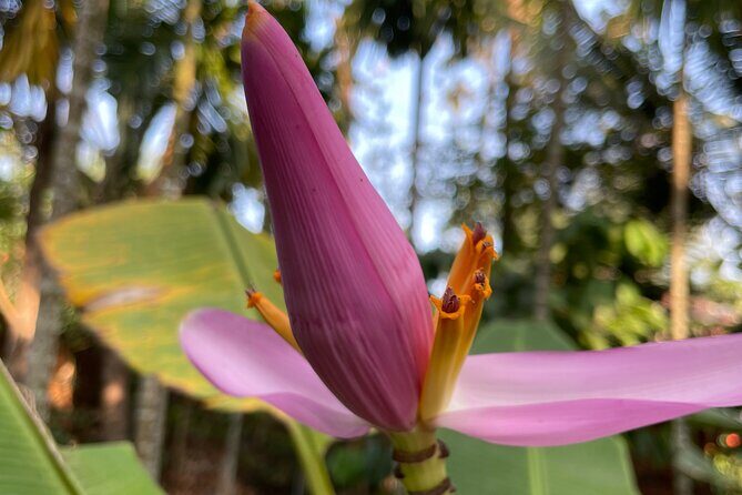 Areca Plantation Walk & Heritage Home visit at Areca County - FAQ