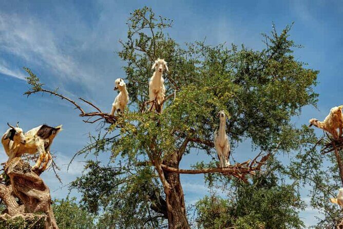 Argan Tree-Climbing Goats Morning Tour From Agadir - Key Points