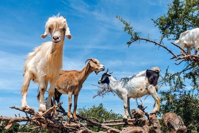 Argan Tree-Climbing Goats Morning Tour From Agadir - Introduction: What to Expect on This Moroccan Morning Tour
