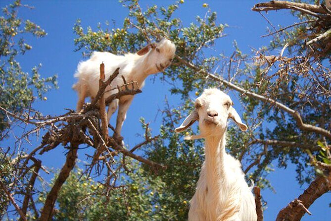 Argan Tree-Climbing Goats Morning Tour From Agadir - Authenticity and Ethical Considerations