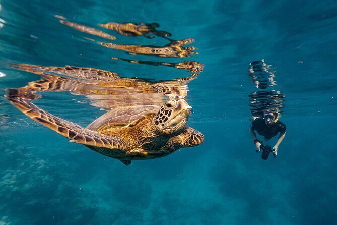 Ariki Adventures: Premium Sea Scooter Turtle Adventure - Introduction to the Tour