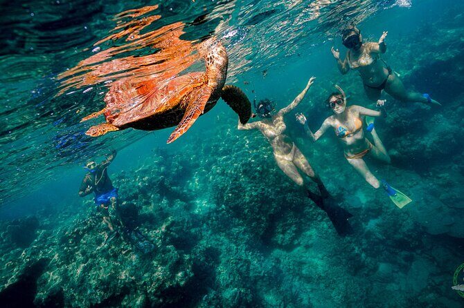 Ariki Adventures: Premium Sea Scooter Turtle Adventure - Who Will Love This Experience?