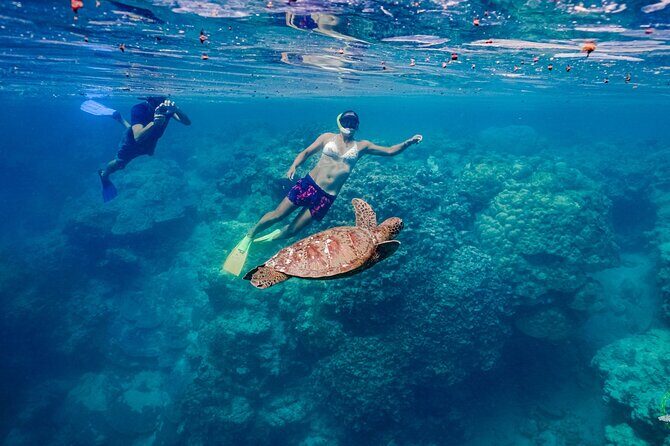 Ariki Adventures: Premium Sea Scooter Turtle Adventure - In-Depth Itinerary Breakdown