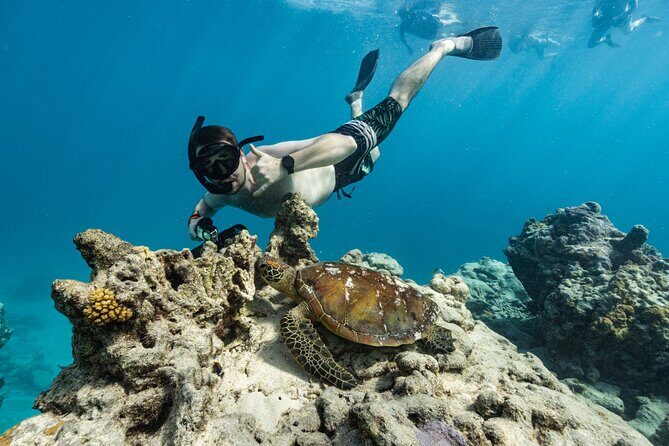 Ariki Adventures: Premium Sea Scooter Turtle Adventure - What Makes the Price Worth It?
