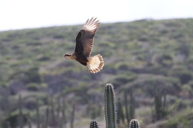 Arikok Adventurous Hiking Experience in Aruba - Who Will Love This Tour?