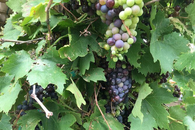 Arizona Winery All-Inclusive Tour with Lunch & Tastings - Additional Perks