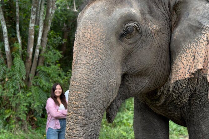 Army Jeep Jungle Safari and Elephant Freedom Rescue Centre Tour - Introduction
