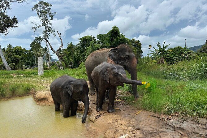 Army Jeep Jungle Safari and Elephant Freedom Rescue Centre Tour - Practical Details and Logistics
