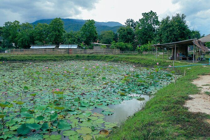 Aroidees Farm-Fresh Thai Cooking Experience - FAQs