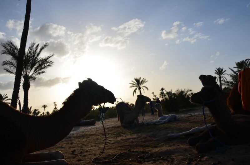 Around Marrakech: Camel Ride in Palm Groves including Tea - The Authenticity Factor