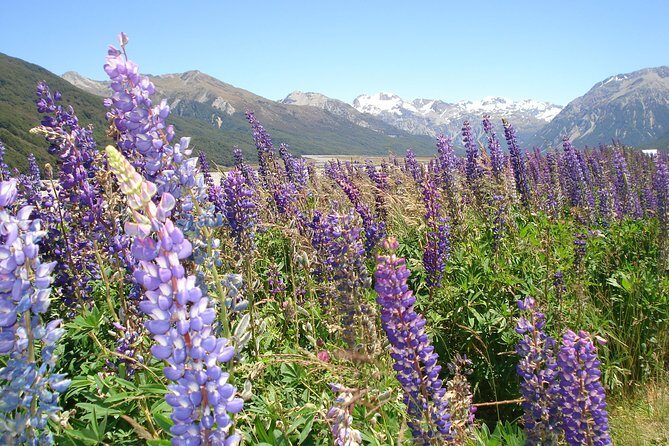 Arthurs Pass and Southern Alps Day Excursion from Port Lyttelton or Christchurch - An In-Depth Look at the Tour