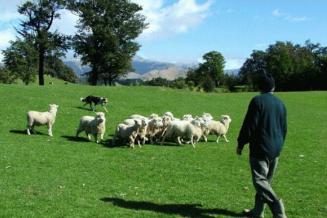 Arthur's Pass and TranzAlpine Train Day Tour from Christchurch - FAQs