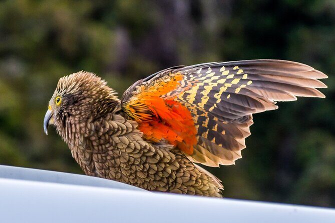 Arthurs Pass Tour From Christchurch With Jet Boat & TranzAlpine - FAQ