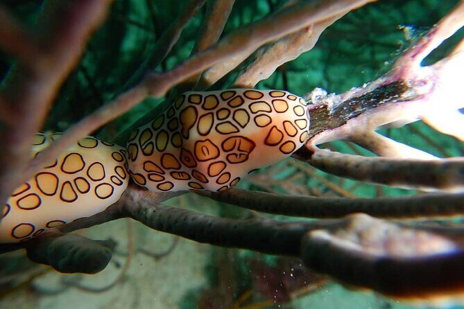 Aruba 2-Tank Dive Excursion for Certified Divers - Frequently Asked Questions