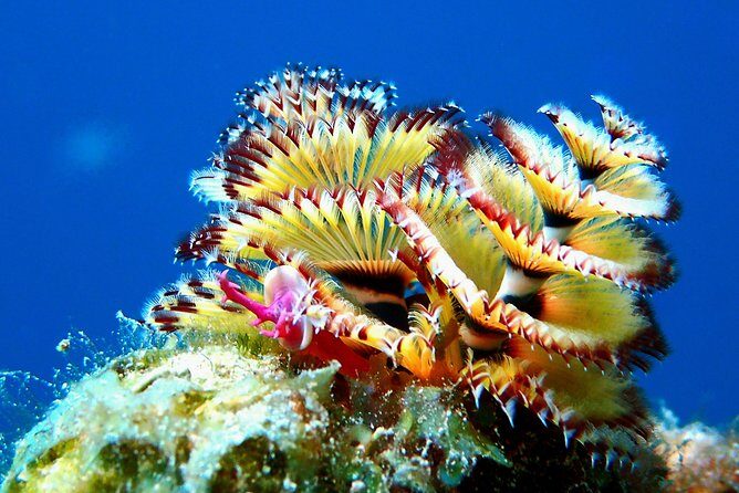 Aruba 2-Tank guided Dive for certified divers / own equipment - Your Underwater Journey: What to Expect