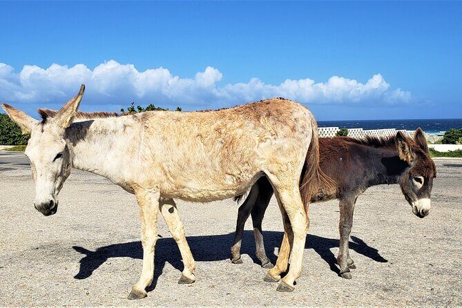 Aruba Baby Beach Express Tour - Who Will Love This Tour?