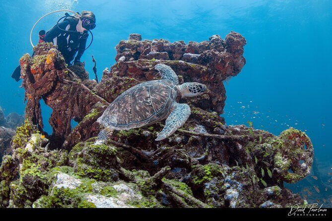 Aruba Guided Night Dive Adventure: Shallow Reefs or Shipwrecks - Practical Tips for Participants
