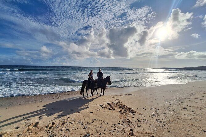 Aruba Horseback Riding Tour For Advanced Riders - An In-Depth Look at the Aruba Horseback Riding Tour