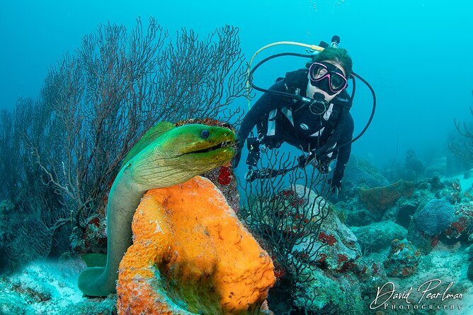 Aruba One or Two Tank Scuba Dive - Key Points
