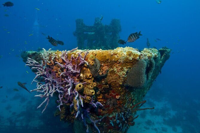 Aruba One or Two Tank Scuba Dive - What the Reviews Reveal