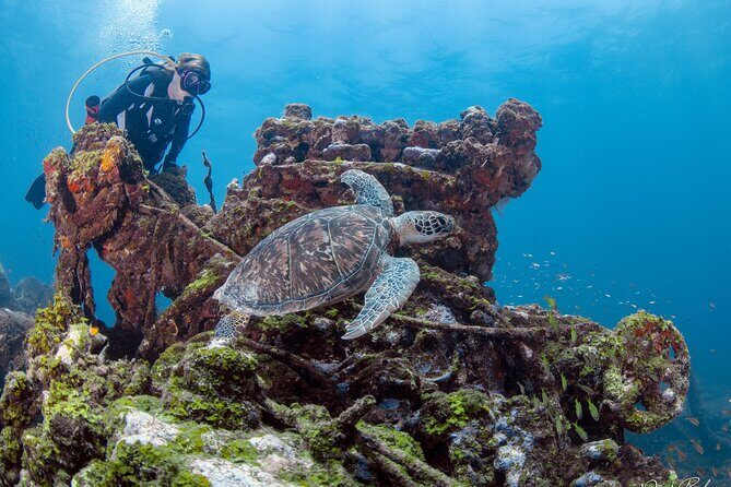 Aruba One or Two Tank Scuba Dive - Who Should Consider This Tour?