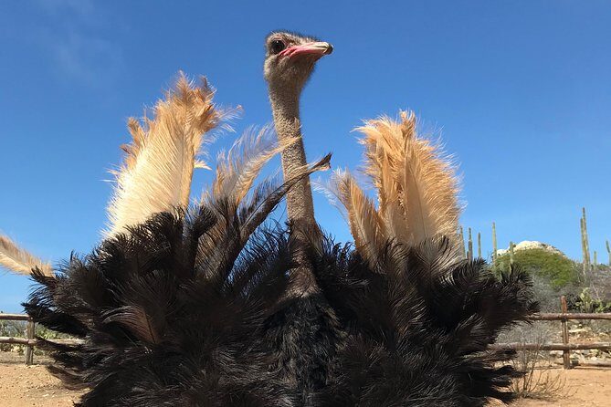 Aruba Ostrich Farm Tour with Lunch - Key Points