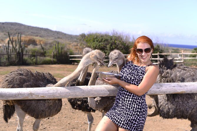 Aruba Ostrich Farm Tour with Lunch - A Practical Overview of the Tour