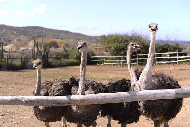 Aruba Ostrich Farm Tour with Lunch - Authentic Family Fun and Educational Value