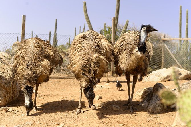 Aruba Ostrich Farm Tour with Lunch - The Value for Money
