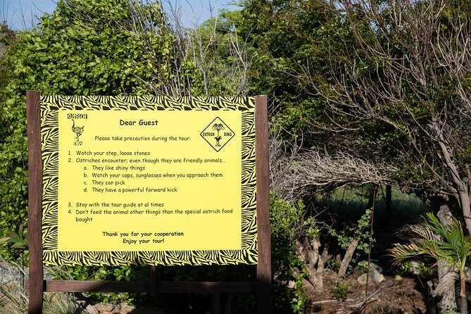 Aruba Ostrich Farm Tour with Lunch - The Sum Up: Is It Worth It?