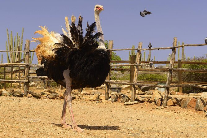 Aruba Ostrich Farm Tour with Lunch - FAQ