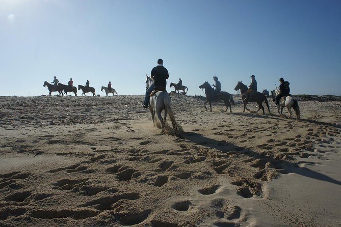 Aruba Private, 2 Hour Horseback Riding Tour For Advanced Riders - The Horses and Guides: Why They Make a Difference