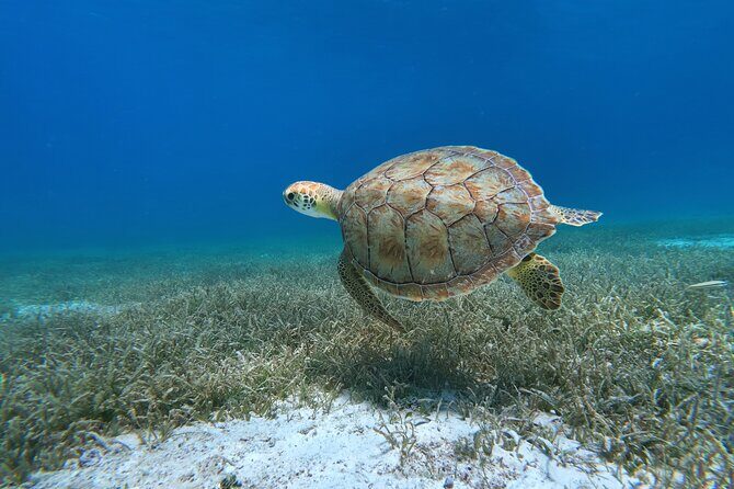 Aruba Turtle Spotting Snorkeling Adventure - Key Points