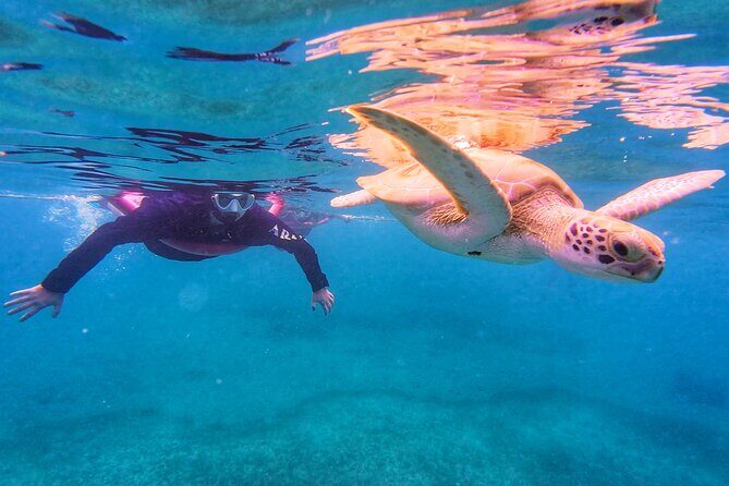 Aruba Turtle Spotting Snorkeling Adventure - What This Tour Offers: A Close Look at the Experience