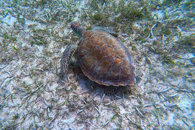 Aruba Turtle Spotting Snorkeling Adventure - Cancellation and Weather Policies
